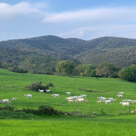 Fattoria Tolomei Campagnatico Eksteriør bilde