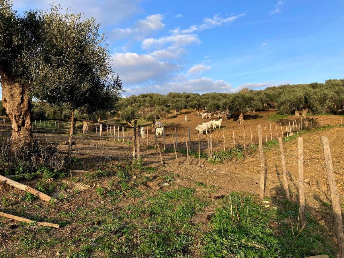 Fattoria Tolomei Campagnatico Eksteriør bilde