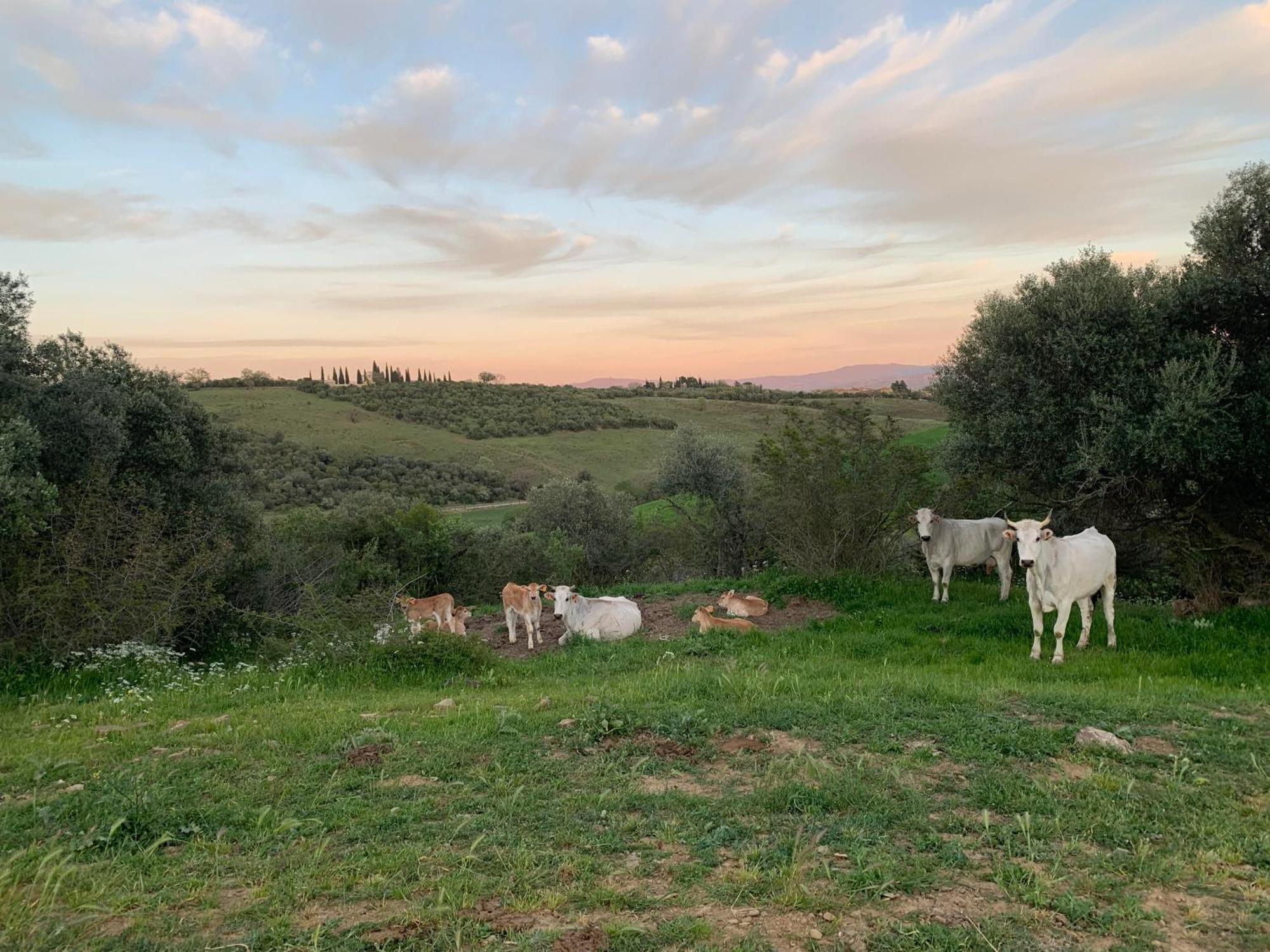 Fattoria Tolomei Campagnatico Eksteriør bilde